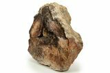 Petrified Wood (Juniper) End Cut - Tuscarora, Nevada #322649-1